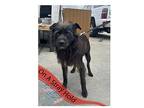 Coh Jett, Terrier (unknown Type, Medium) For Adoption In Inglewood, California