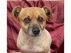 Colette (middle East) Yo, Jack Russell Terrier For Adoption In Langley