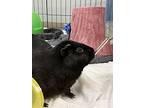 Biscuit, Guinea Pig For Adoption In Victoria, British Columbia