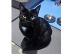 Hera - $30 Adoption Fee And Free Gift Bag, American Shorthair For Adoption In