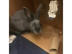 Oahu, Mini Rex For Adoption In Kingston, Ontario