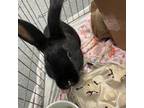 Kauai, Mini Rex For Adoption In Kingston, Ontario