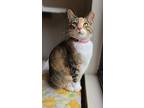 Scarlet, Domestic Shorthair For Adoption In Fremont, Ohio