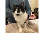 Alfonzo, Domestic Shorthair For Adoption In Kingston, Ontario