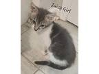 Juicy Girl 4166, Domestic Shorthair For Adoption In Dallas, Texas