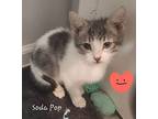 Soda Pop 4067, Domestic Shorthair For Adoption In Dallas, Texas