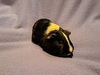 Juliet And Lovey, Guinea Pig For Adoption In South Bend, Indiana