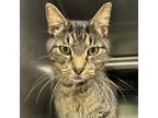 Marshall, Domestic Shorthair For Adoption In North Myrtle Beach, South Carolina