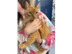 Stefan, Domestic Shorthair For Adoption In Queenstown, Maryland