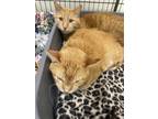 Hill, Domestic Shorthair For Adoption In Oshkosh, Wisconsin