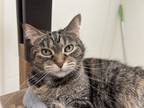 Millie, Domestic Shorthair For Adoption In Oshkosh, Wisconsin