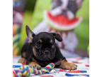 French Bulldog Puppy for sale in Stark City, MO, USA