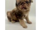 Pug Puppy for sale in Neenah, WI, USA