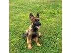 German Shepherd Dog Puppy for sale in Rock Hill, SC, USA