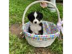 Miniature Australian Shepherd Puppy for sale in Temple, TX, USA