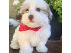 Havanese Puppy for sale in Trinity, AL, USA