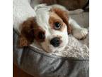 Cavalier King Charles Spaniel Puppy for sale in Lockport, IL, USA