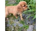 Cavalier King Charles Spaniel Puppy for sale in Lockport, IL, USA