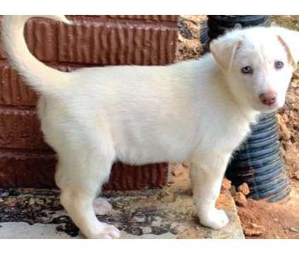 puppy is a Male German Shepherd For Sale in Deland FL