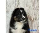 Parker AKC