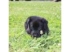 Labrador Retriever Puppy for sale in Kinta, OK, USA
