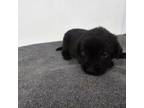 Labrador Retriever Puppy for sale in Kinta, OK, USA