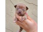 Chihuahua Puppy for sale in Buena, NJ, USA