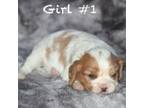 Cavalier King Charles Spaniel Puppy for sale in Sentinel Butte, ND, USA