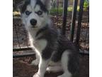 Black & White Female Husky