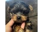Yorkshire Terrier Puppy for sale in Hacienda Heights, CA, USA