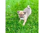 Pug Puppy for sale in Neenah, WI, USA