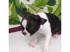 Boston Terrier Puppy for sale in Ellsinore, MO, USA