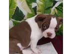 Boston Terrier Puppy for sale in Ellsinore, MO, USA