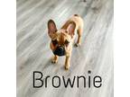 Brownie