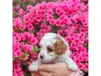 Cavalier King Charles Spaniel Puppy for sale in Clemmons, NC, USA