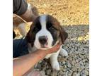 Saint Bernard Puppy for sale in Postville, IA, USA