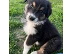 Australian Shepherd Puppy for sale in Mountain View, MO, USA