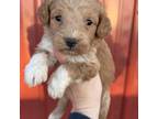 Goldendoodle Puppy for sale in Lake Benton, MN, USA