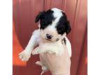 Cavapoo Puppy for sale in Lake Benton, MN, USA