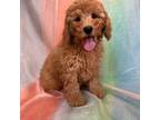 Male mini Goldendoodle 4