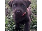 Labrador Retriever Puppy for sale in Crescent, OK, USA