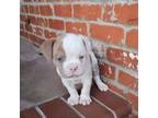 American Staffordshire Terrier Puppy for sale in Fairfield, CA, USA