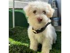 Maltipoo Puppy for sale in Chula Vista, CA, USA