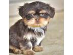 Shorkie Tzu Puppy for sale in Montrose, CO, USA