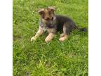 German Shepherd Dog Puppy for sale in Junction, IL, USA