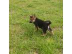 German Shepherd Dog Puppy for sale in Junction, IL, USA