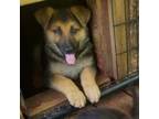 German Shepherd Dog Puppy for sale in Junction, IL, USA