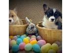 Pembroke Welsh Corgi Puppy for sale in Redlands, CA, USA