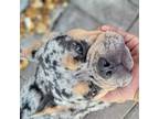 French Bulldog Puppy for sale in Cape Coral, FL, USA