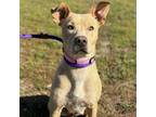 Adopt Lola a Pit Bull Terrier